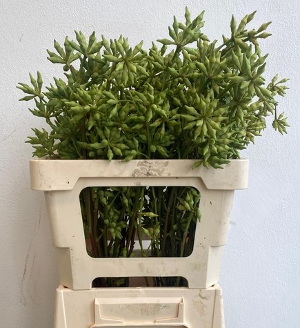 Eucalipto Italia Robusta Berry Naked 70cm 250gr