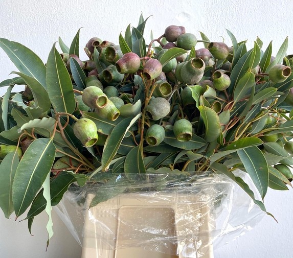 Eucalipto Italia Robusta Gigante 60cm 250gr