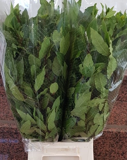 Laurel Italia 60cm 300gr