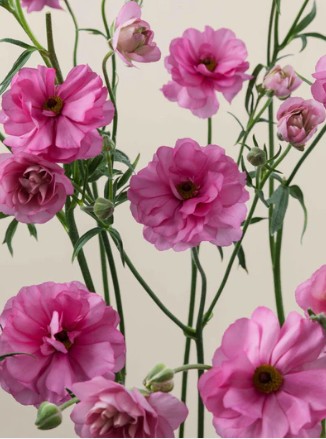 Ranunculos Ecu. Moderna Dolce 45cm