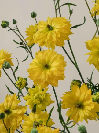 Ranunculos Ecu. Moderna Proxima 55cm