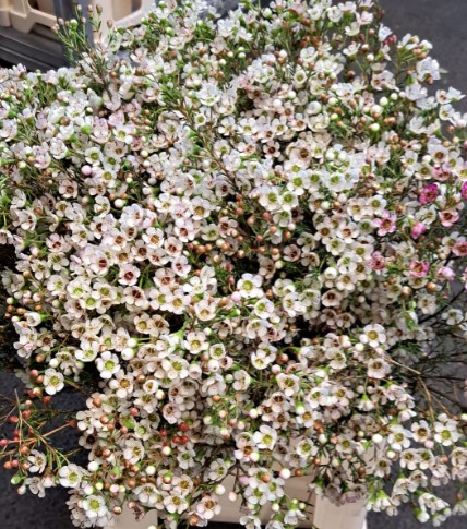 Flor Cera Hol. Uncinatum Ziv 80cm 70gr Bl. "T25"