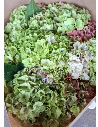 Hortensia Hol. Roy Anasta Classic 50cm 18/20