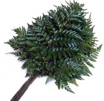 Helecho Extra Cuero Paq.