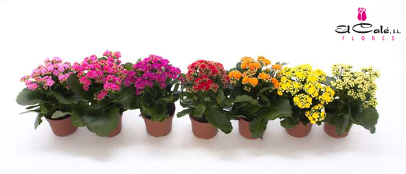 P. Kalanchoe B Ge Perf Mixto 5kl 12/25cm "CC10"