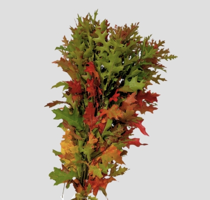 Roble Hol. Coccinea 80cm