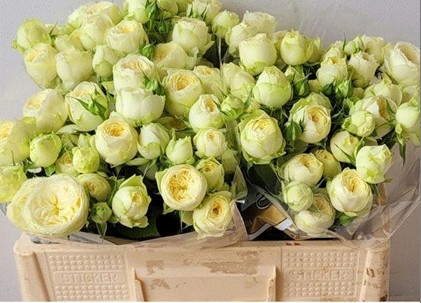 Ramificada Ayala 50cm bl. 15gr