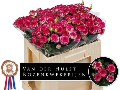 Ramificada Rose Bonbon 50cm