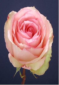 Rosa Ecu. Esperance 60cm (7 Dias - 2)