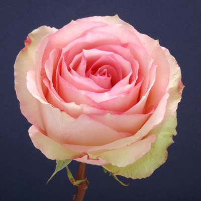 Rosa Ecu. Esperance 70cm (7 Dias - 2)