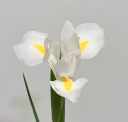 Iris Hol. White Magic 60cm 35gr "T50" (7 Dias - 2)