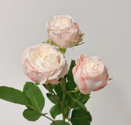 Ramificada Hol. Bombastic 50cm 15gr (7 Dias - 2)