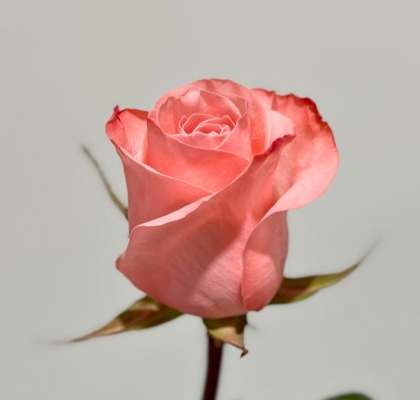 Rosa Ecu. Be Sweet 60cm (7 Dias - 2)