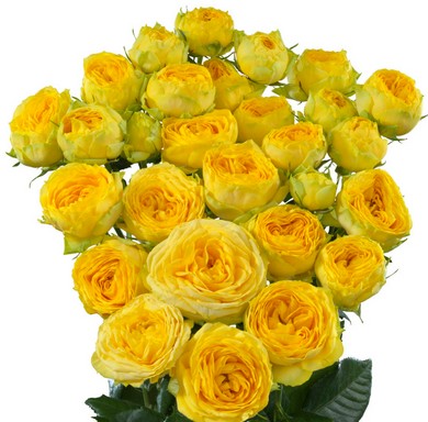 Ramificada Gol Trendsetter 60cm Ama. (7 Dias - 2)