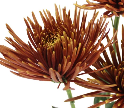 Uniflor Col. Anastasia Bronce (7 Dias - 2)