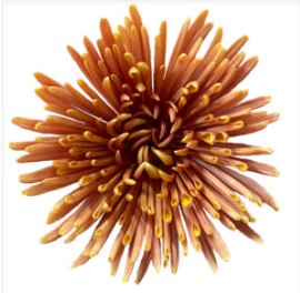 Uniflor Col. Tamarindo Bronce (7 Dias - 2)