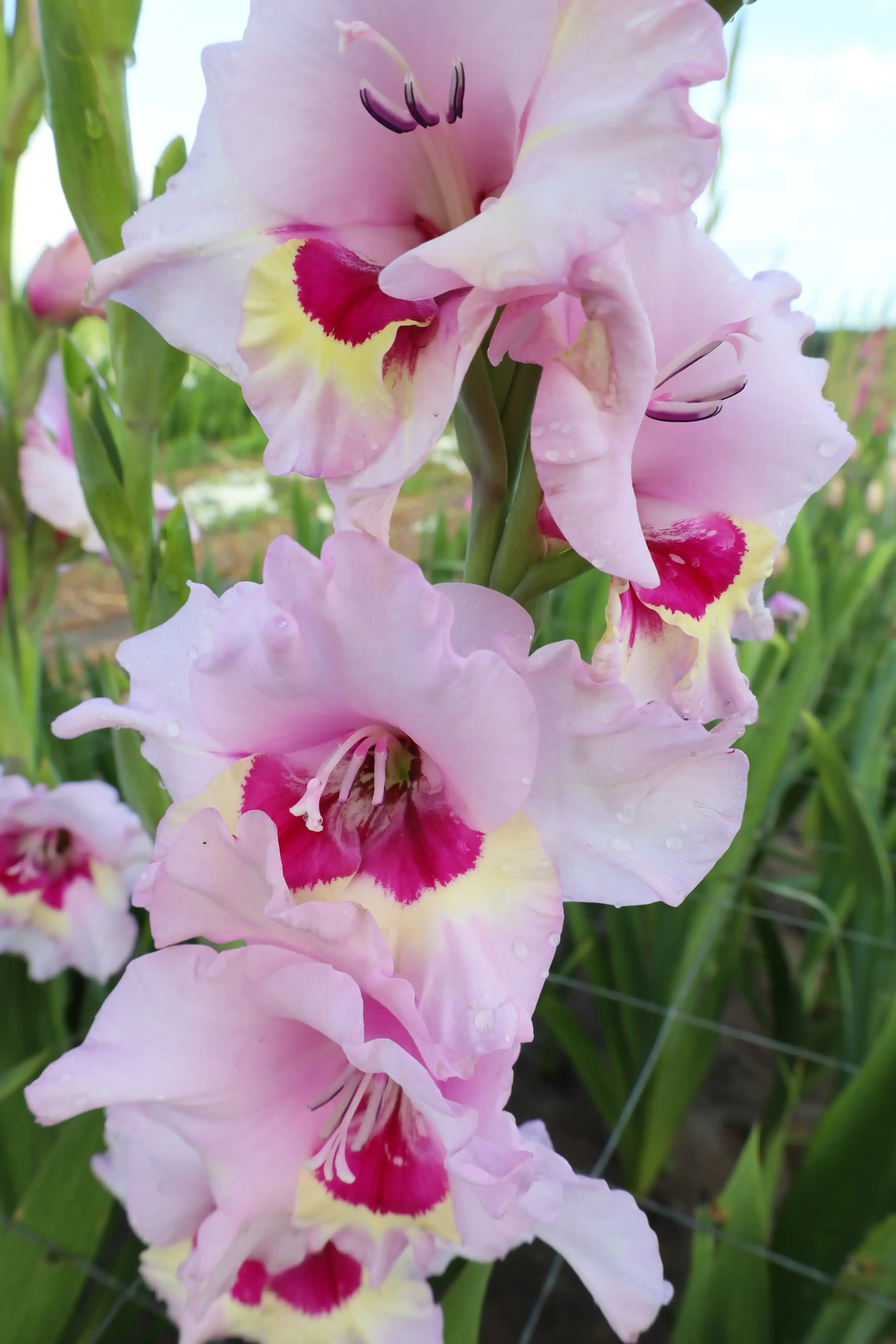 Gladiolo Hol. Zamora 130cm (65cm espiga) Rs. (7 Dias - 2)