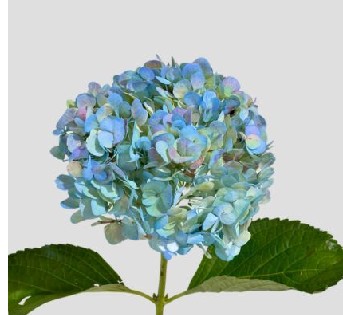 Hortensia Premium Antic Blue 60cm 17/18 "CC15" (7 Dias - 2)