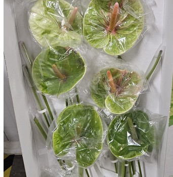 Anthurium Hol. Otros Verde x16 (7 Dias - 2)