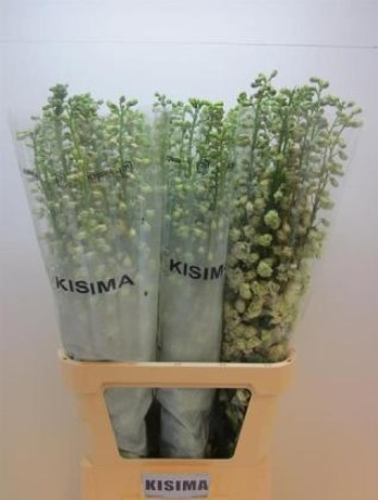 Delphinium Hol. El Guard White 100cm "T10" (7 Dias - 2)