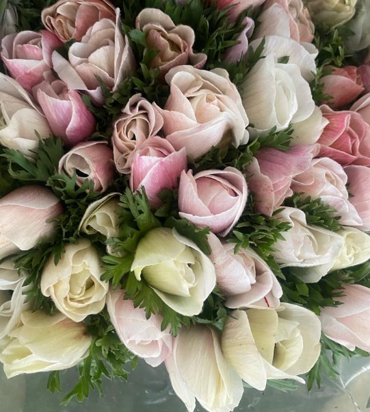 Anemona Italia Mistral Bicolor 45cm "AAA"