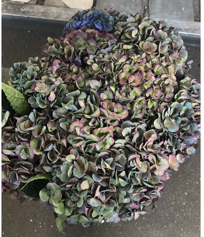 Hortensia Hol. Anne Classic 50cm 18/20