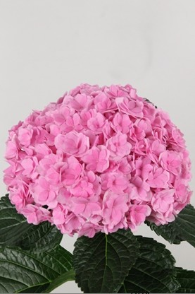 Hortensia Hol. Royal Pink Highnes 50cm 18/20