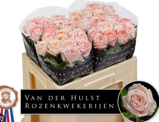 Rosa Hol. Tres Jolie 60cm A2