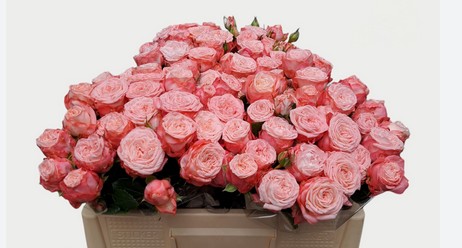 Ramificada First Date 40cm Rs.