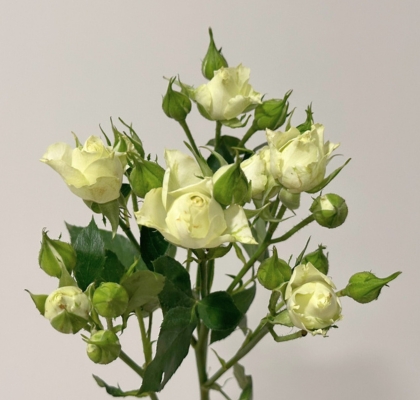 Ramificada Lyrica 60cm Bl.