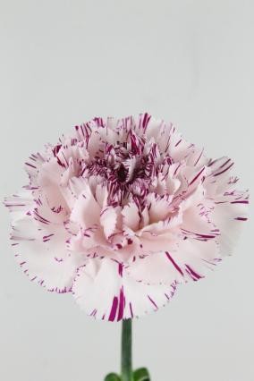 Clavel Hol. 60cm Yukari