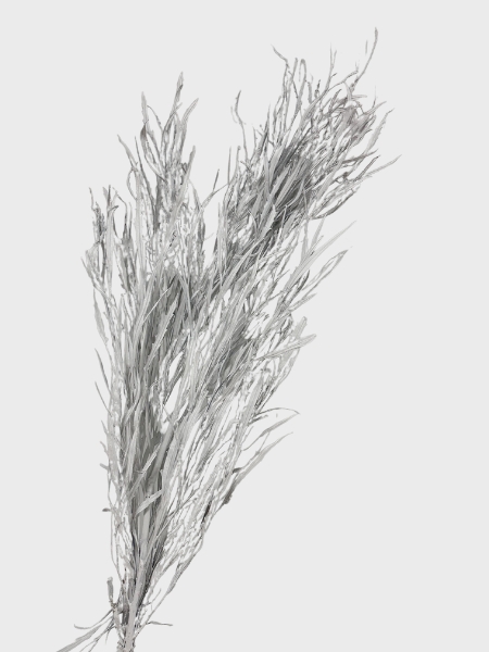 Grevillea Pintada Plata 75cm 200gr