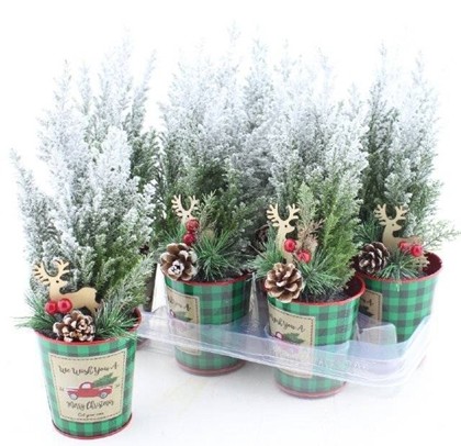 P. Cham. L Ellwoodii Decorado+nieve 10/30cm "CC9"