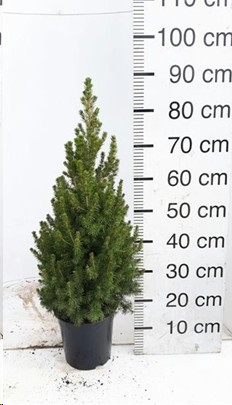 P. Arbol Picea Gl Conica 24/110cm