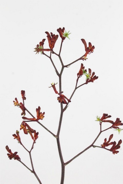 Anigozanthos Bush Rudy 80cm