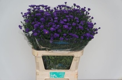 Aster Hol. Cecilia 85cm 40gr "T25"