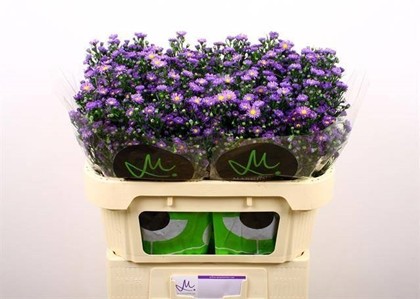 Aster Hol. Teeny Tiny Blue 70cm 20gr "T25"