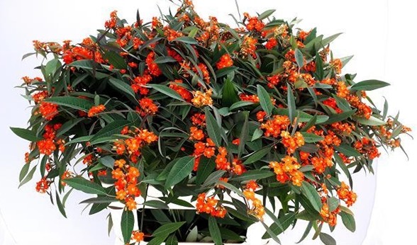 Euphorbia Queen Of Orange 80cm (10cm flor)