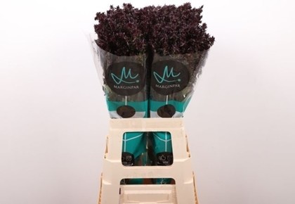 Phlox Blind Lion 70cm