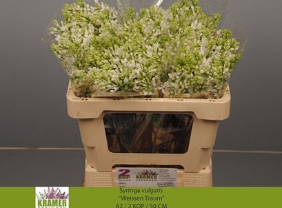 Lilas Engler Weiss 60cm 4bl "A2"