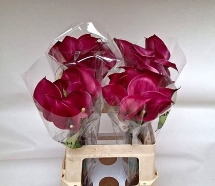 Calla Tokyo 50cm Fres.