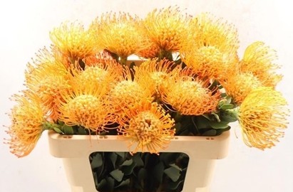 Protea Nutans Queen Juliana 50cm