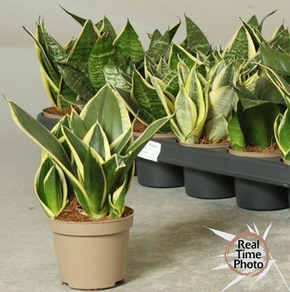 P. Sansevieria trifasciata Ov. 9/20cm "CC18"