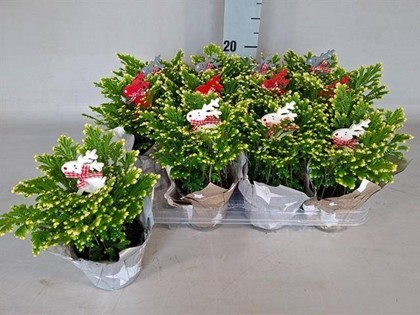 P. Selaginella M Jori 9/15cm "CC12"