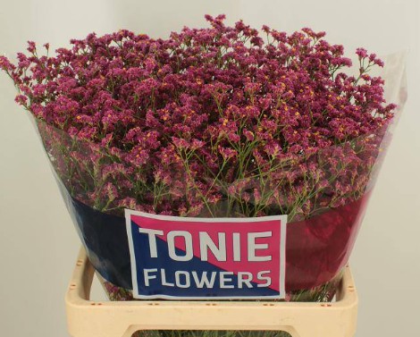 Limonium Hol. Sin China Lovely 70cm 20gr "T25"