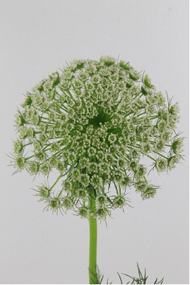 Ammis Visnaga 70cm "T25"