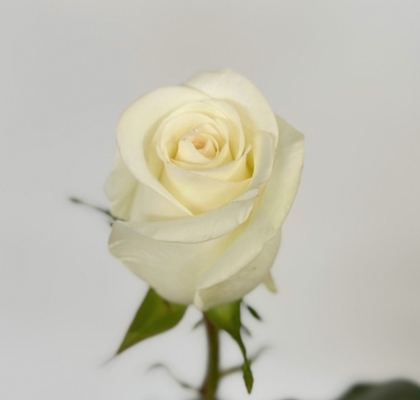 Rosa Ecu. Alba 60cm Bl. (7 Dias - 2)