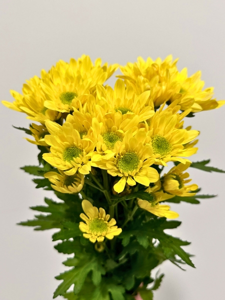 Margarita Nac. Radost Amarilla 75gr (7 Dias - 2)