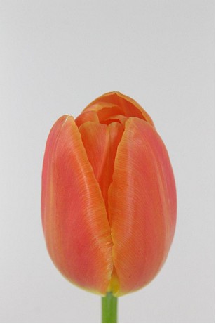 Tulipan Hol. Orange Juice 40cm (7 Dias - 2)