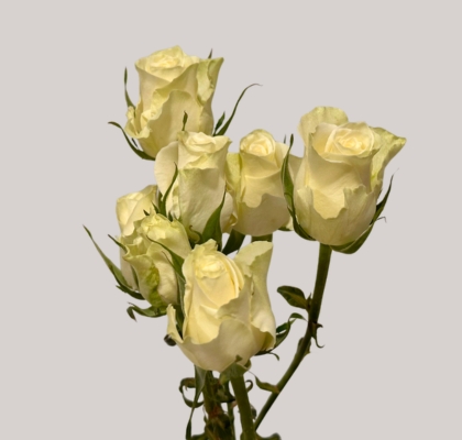 Ramificada Polar Sensation+ 70cm (7 Dias - 2)